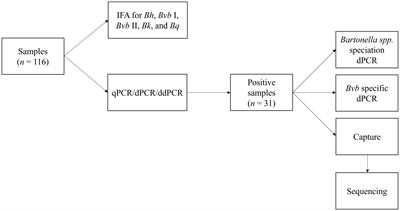Bartonella species bacteremia in association with adult psychosis